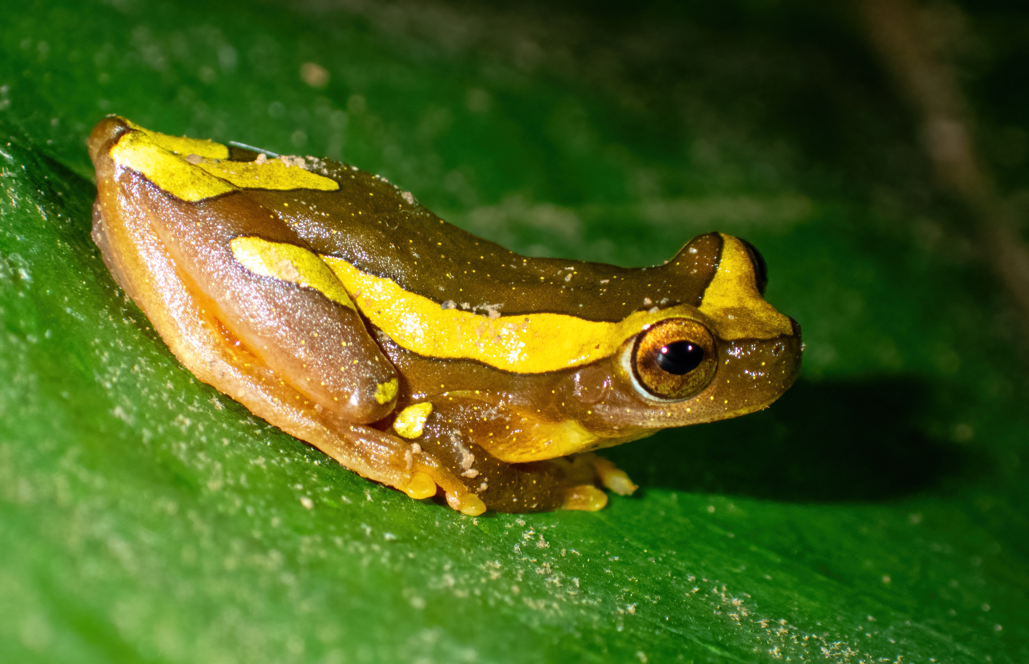Rurrenabaque Tree Frog