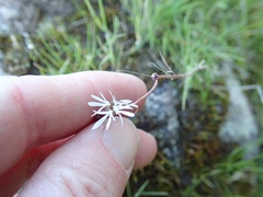 Lithophragma glabrum