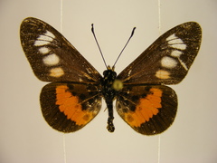 Acraea penelope
