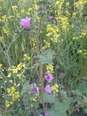 Malva sylvestris