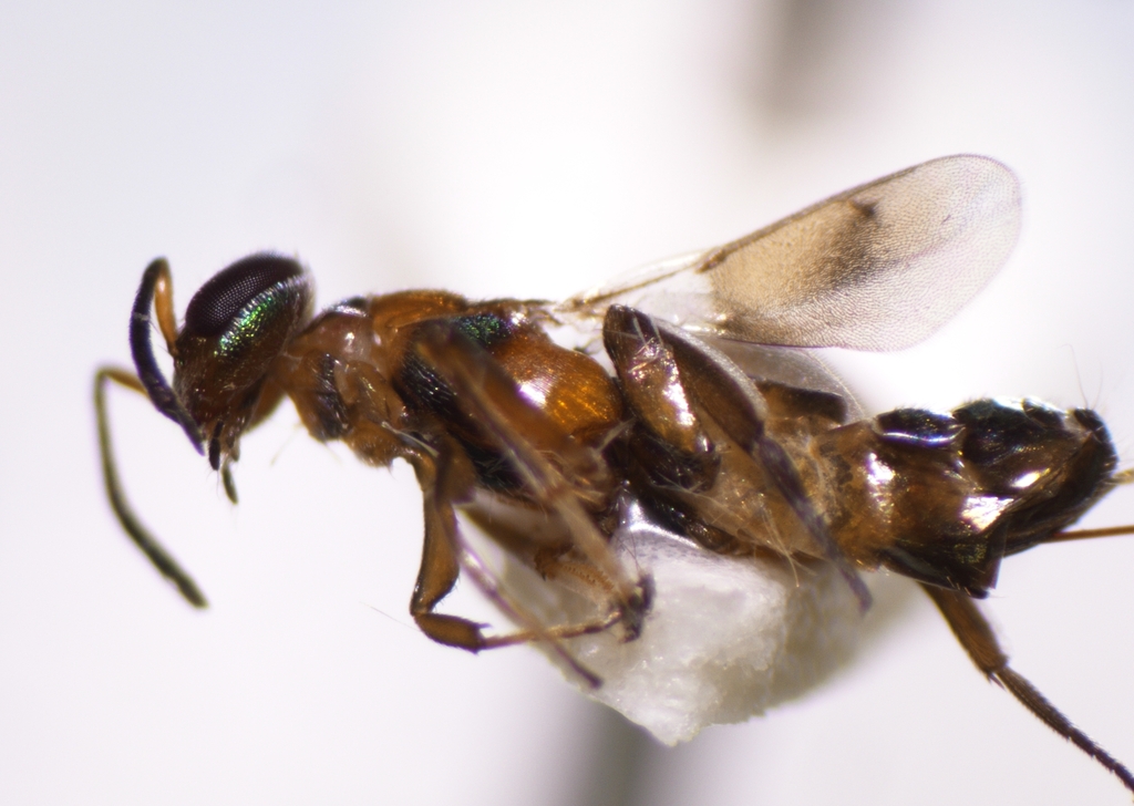 Tineobius decoratus