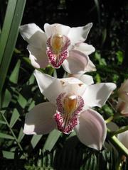 Sicana odorifera