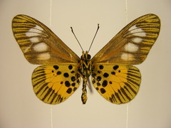 Acraea penelope