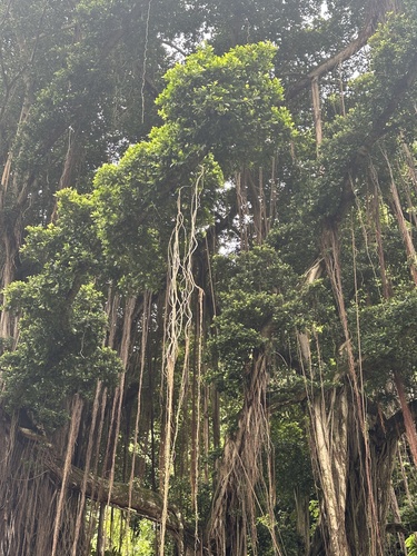 Ficus prolixa observed 2024-02-12