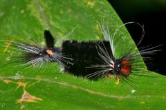 Pachydota
