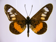 Acraea penelope