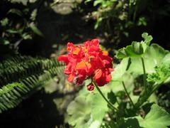 Sicana odorifera