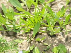 Ranunculus arvensis