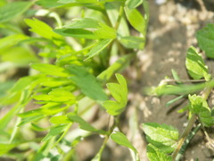 Ranunculus arvensis