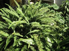 Sicana odorifera