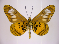 Acraea penelope