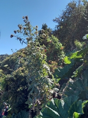 Cirsium subcoriaceum image