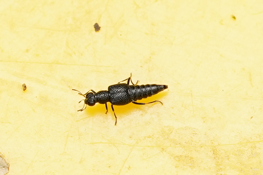 Stenus fornicatus
