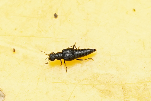 Stenus fornicatus