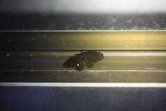 Papilio castor formosanus