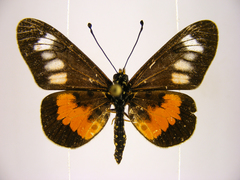 Acraea penelope