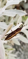 Lixus