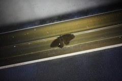 Papilio castor formosanus