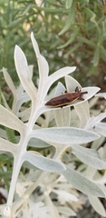 Lixus