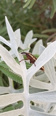 Lixus