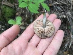 Pluteus phaeocyanopus