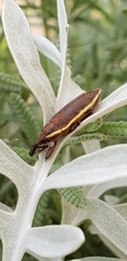 Lixus