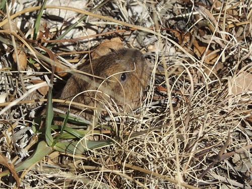 Southwestern Texas Pocket Gopher (Megascapheus baileyi)