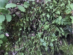 Claytonia parviflora