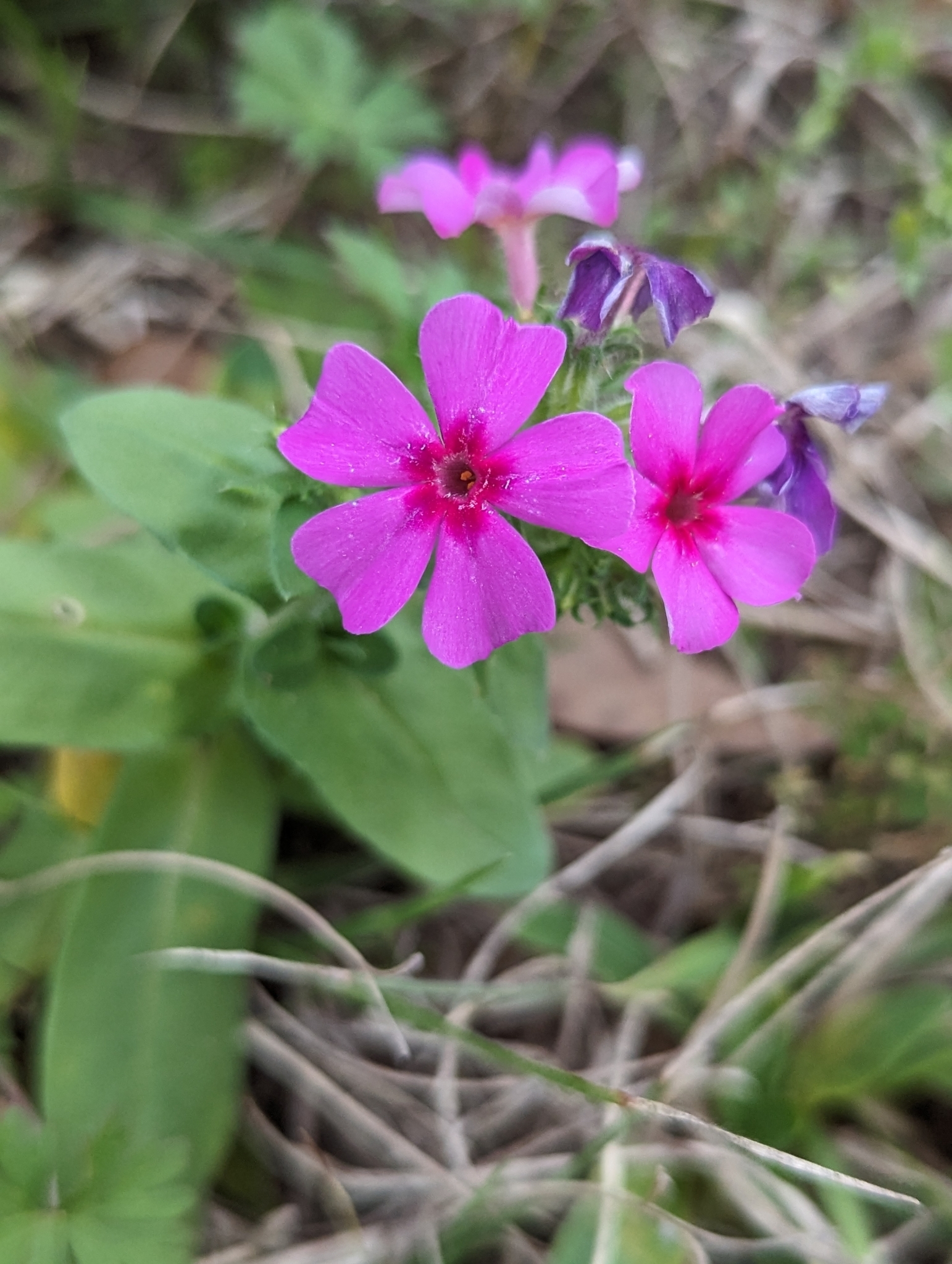 Imagem de Flores-de-Drummond