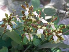 Sicana odorifera