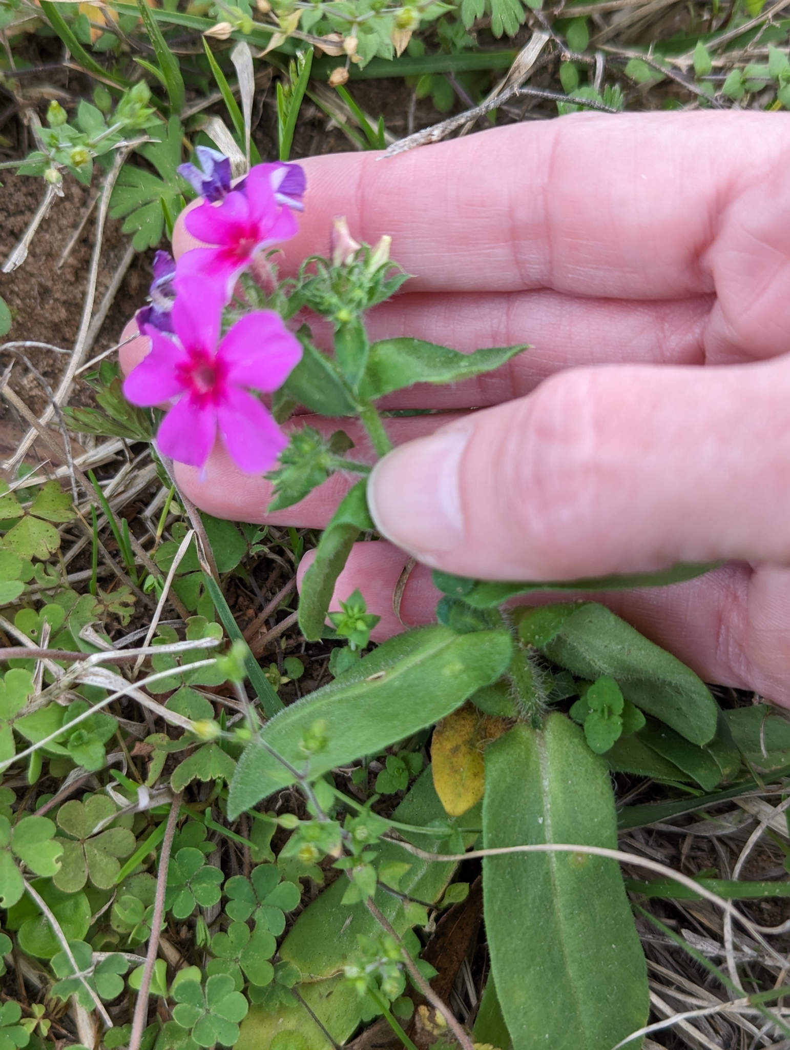 Imagem de Flores-de-Drummond