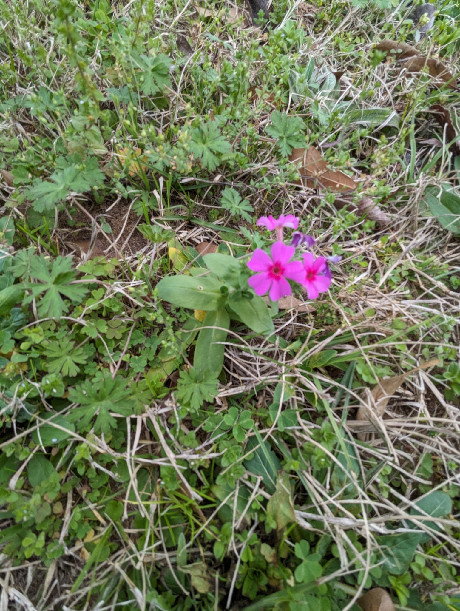 Imagem de Flores-de-Drummond