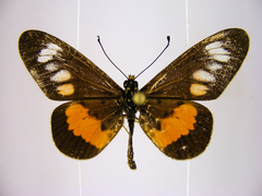 Acraea penelope