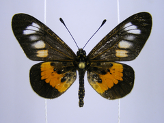 Acraea penelope