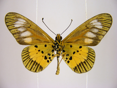 Acraea penelope
