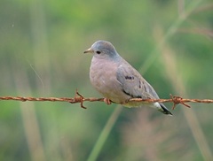 Plain-Breasted Ground Dove photo 4