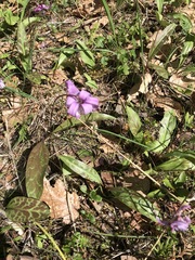 Erythronium hendersonii