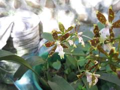 Sicana odorifera