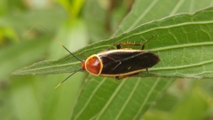 Pseudomops septentrionalis