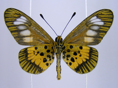 Acraea penelope