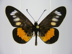 Acraea penelope
