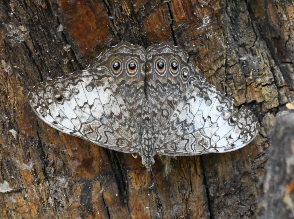 Hamadryas februa image