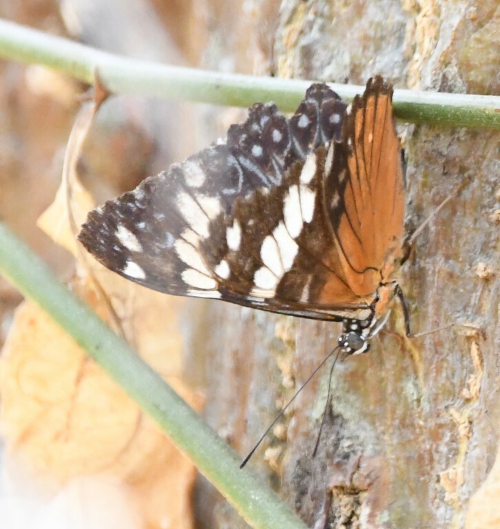 Hamadryas amphinome image