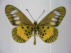 Acraea penelope