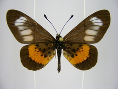 Acraea penelope