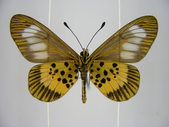 Acraea penelope