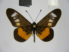 Acraea penelope