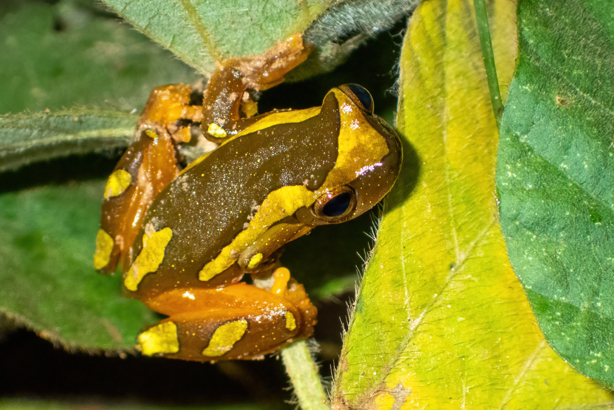 Rurrenabaque Tree Frog photo 2
