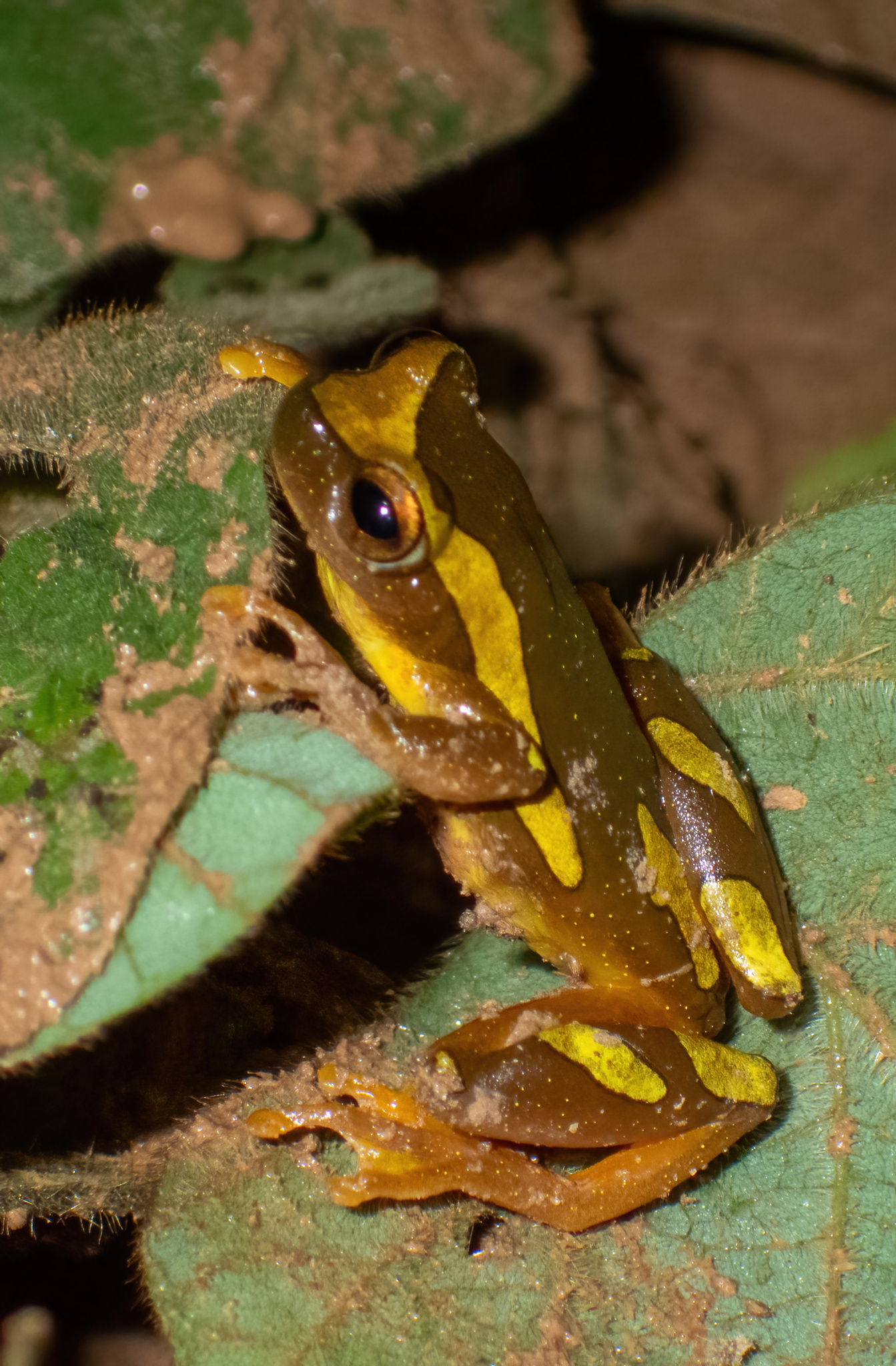 Rurrenabaque Tree Frog photo 3