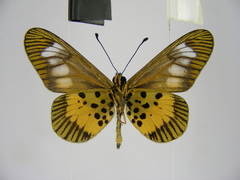 Acraea penelope